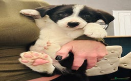 Border Collie dogs for sale: Kennel Club Border Collie Puppies For Sale - Image 37
