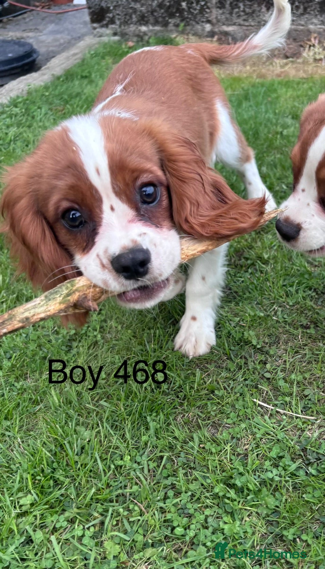 Cavalier King Charles Spaniel dogs Gorgeous chunky little puppies READY now - Advert 1