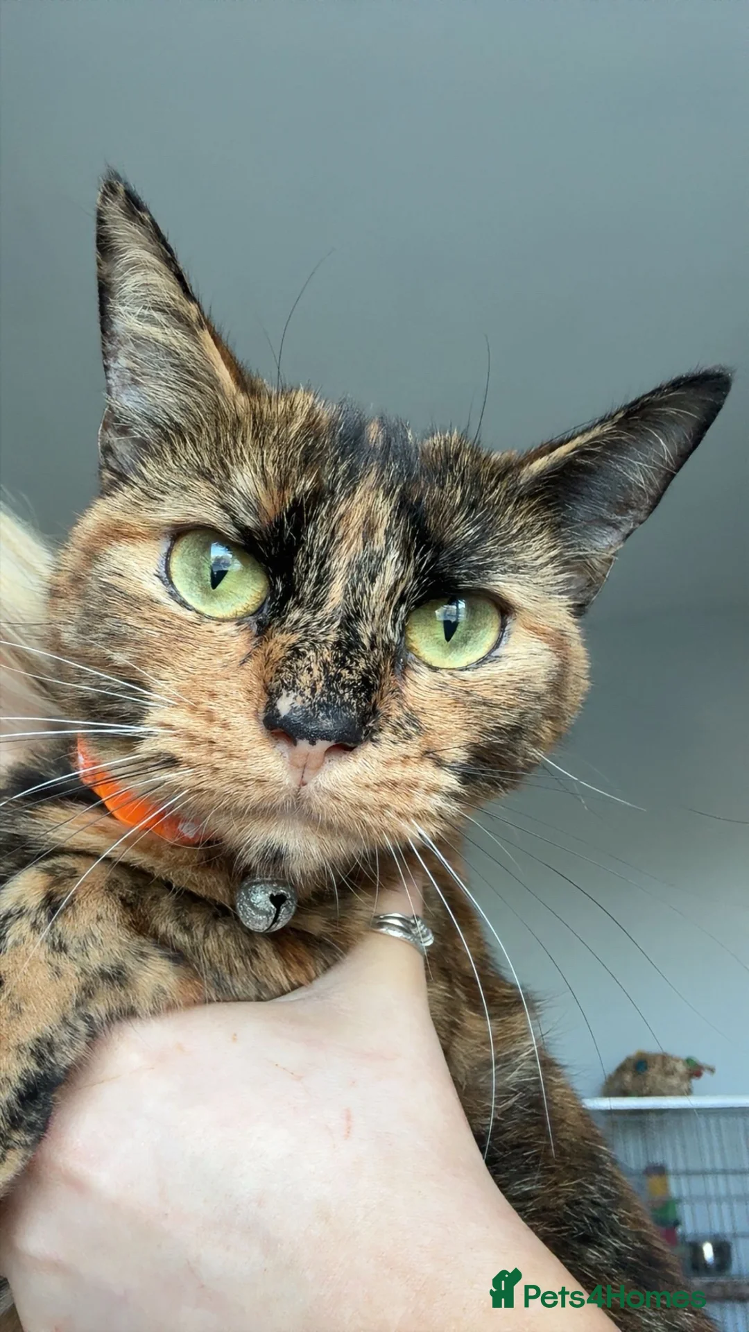 Mixed Breed cats for sale: Gorgeous tortoise shell girl - Advert 2