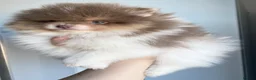 Pomeranian dogs for sale: Pomeranian puppys ready now  - Advert 23