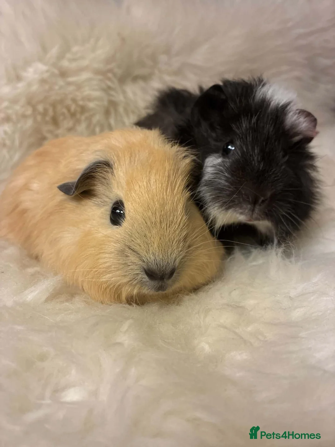 Guinea Pig rodents for sale: Baby Guinea pigs in Bristol - Advert 5