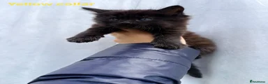 Mixed Breed Kitten 2