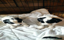 Mixed Breed dogs for sale: Sprollie x cocker-poo pups - Image 1