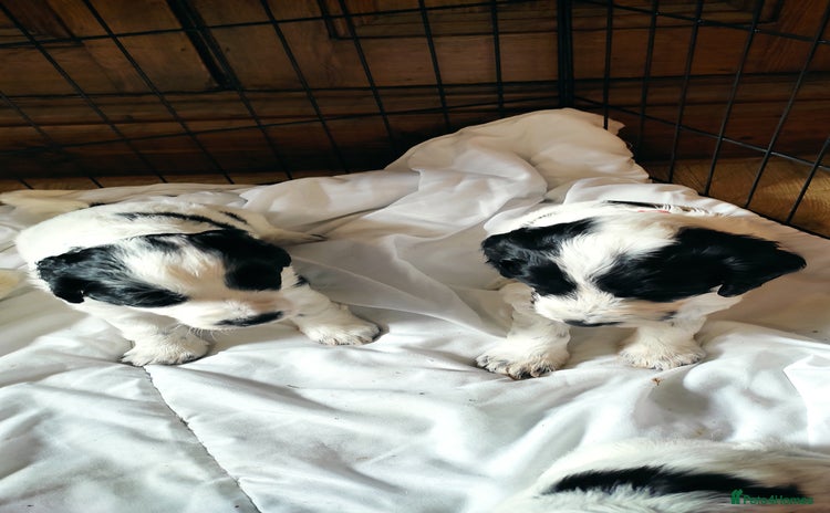 Mixed Breed dogs - Advert 15