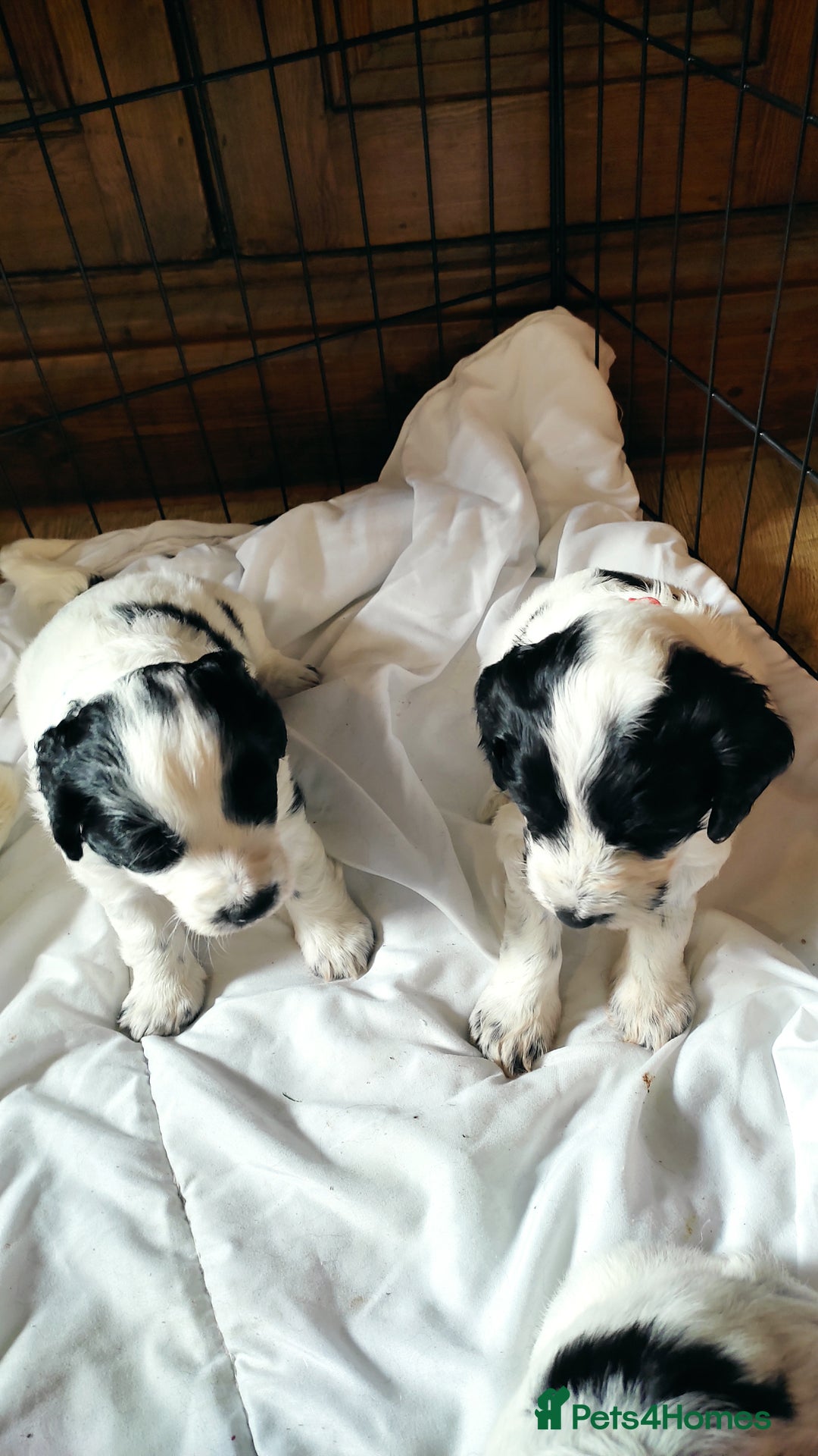 Mixed Breed dogs for sale: Sprollie x cocker-poo pups - Image 1