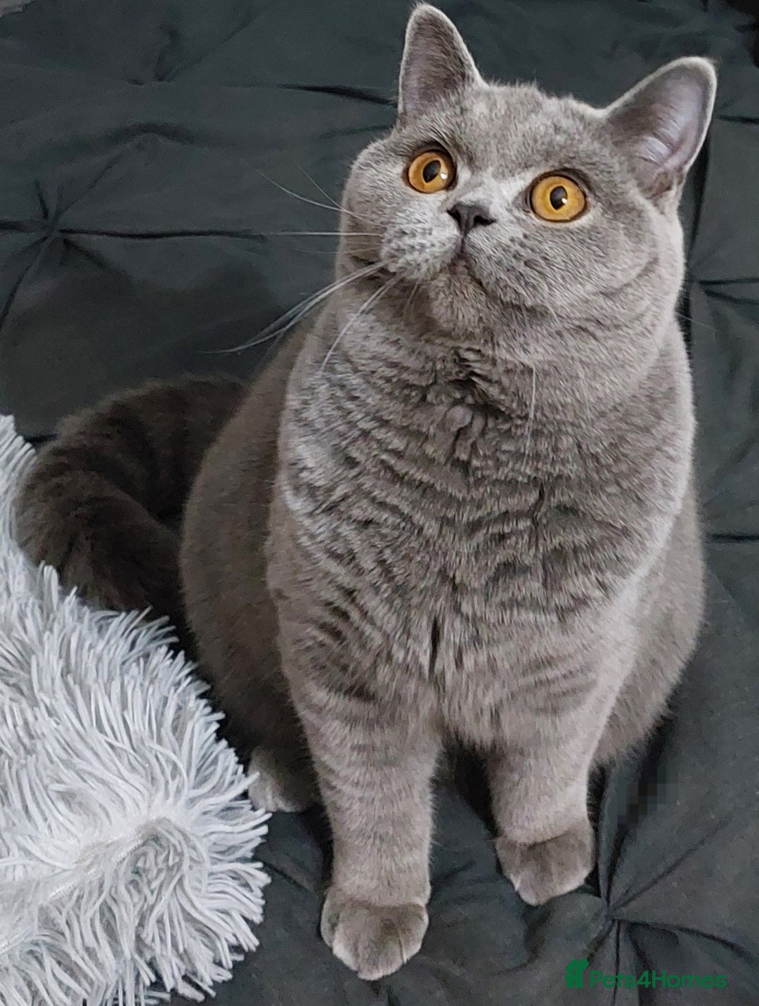 British Shorthair cats for sale: ‼️PRESTIGIOUS‼️🏆CH SIRED FEMAL - Advert 4