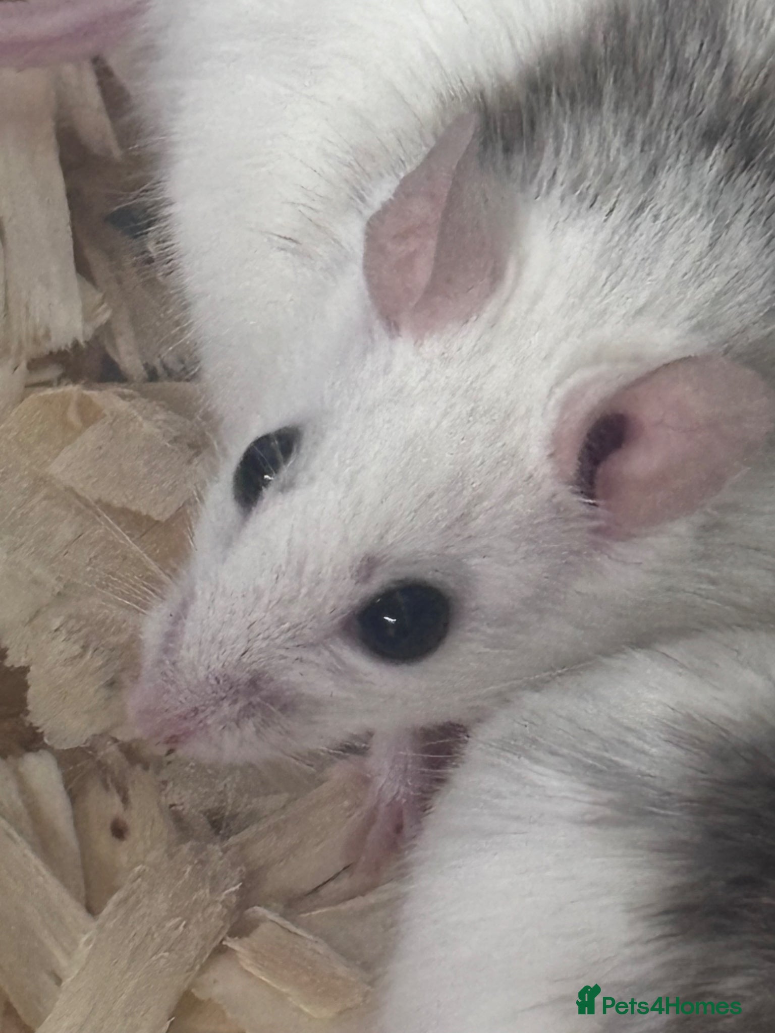 Rat rodents African soft fur rats  - Advert 8