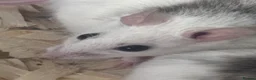 Rat rodents for sale: African soft fur rats  - Advert 1