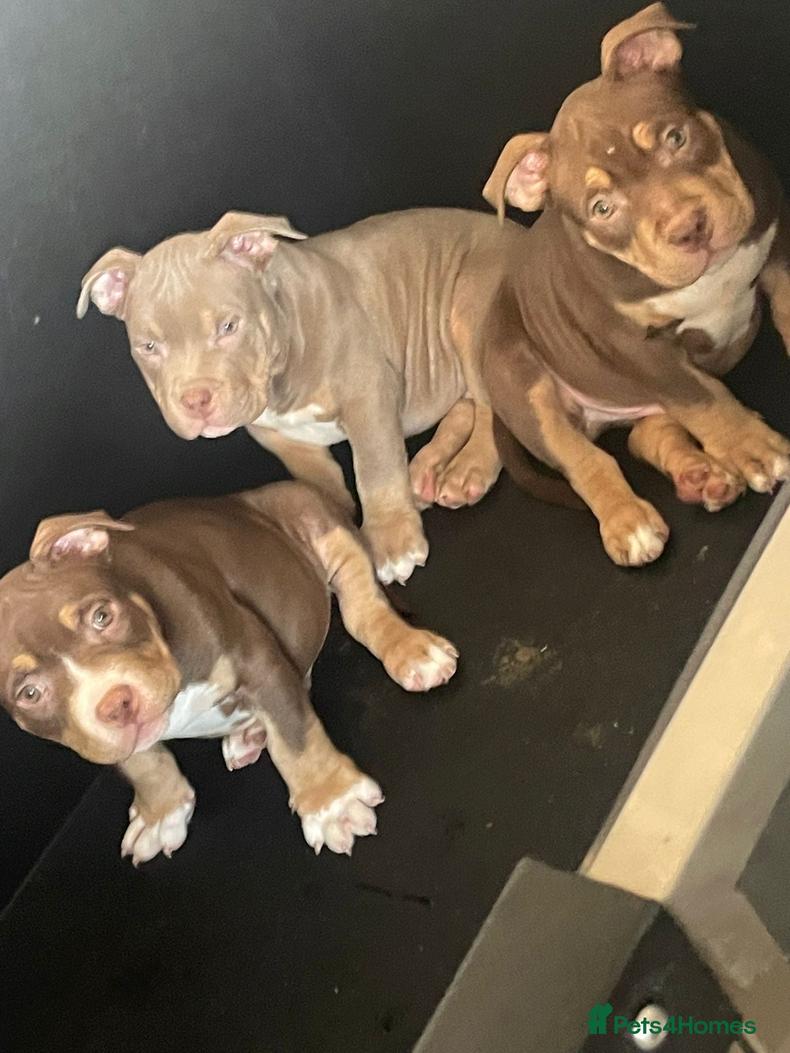 American Bully dogs POCKET BULLYS CHAMPION BLOOD LINES ABKC REGISTERD - Advert 14