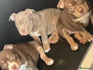 American Bully dogs POCKET BULLYS CHAMPION BLOOD LINES ABKC REGISTERD - Advert 14