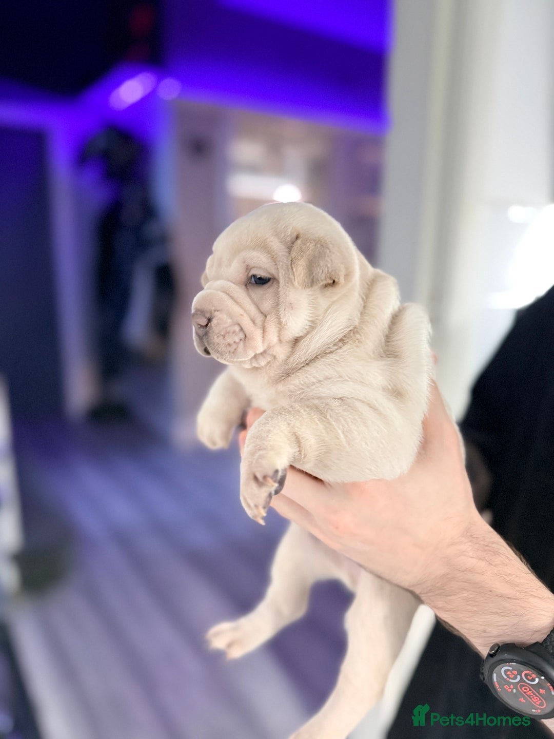Mixed Breed dogs for sale: Shar Pei cross puppies  - Advert 6