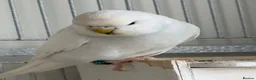 Budgerigars birds for sale: Budgies - Advert 3