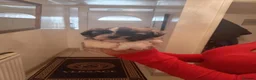 Shih Tzu dogs for sale: Shih tzu puppy  - Advert 2