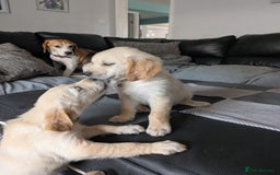 Golden Retriever dogs for sale: Kennel Club Reg Golden Retriever Puppies - Image 4