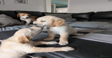 Golden Retriever dogs - Advert 9