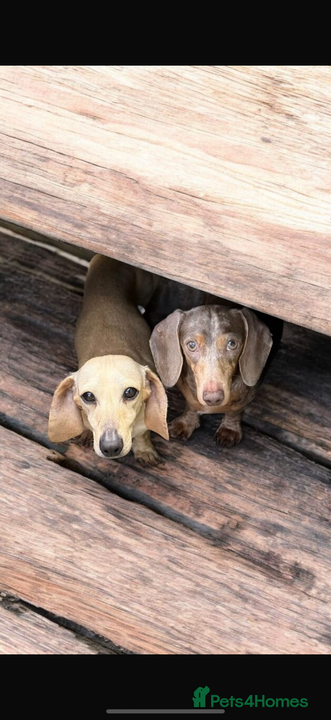 Miniature Dachshund dogs for sale: Adult Miniature Dachshund Isabella Dapple  - Image 2
