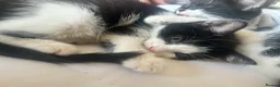 Mixed Breed cats for sale: Cleo and Athena  in Smethwick - Advert 9