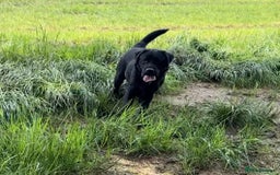 Labrador Retriever dogs for stud: Offering For Stud - KC Registered Black Labrador in Launceston - Image 4