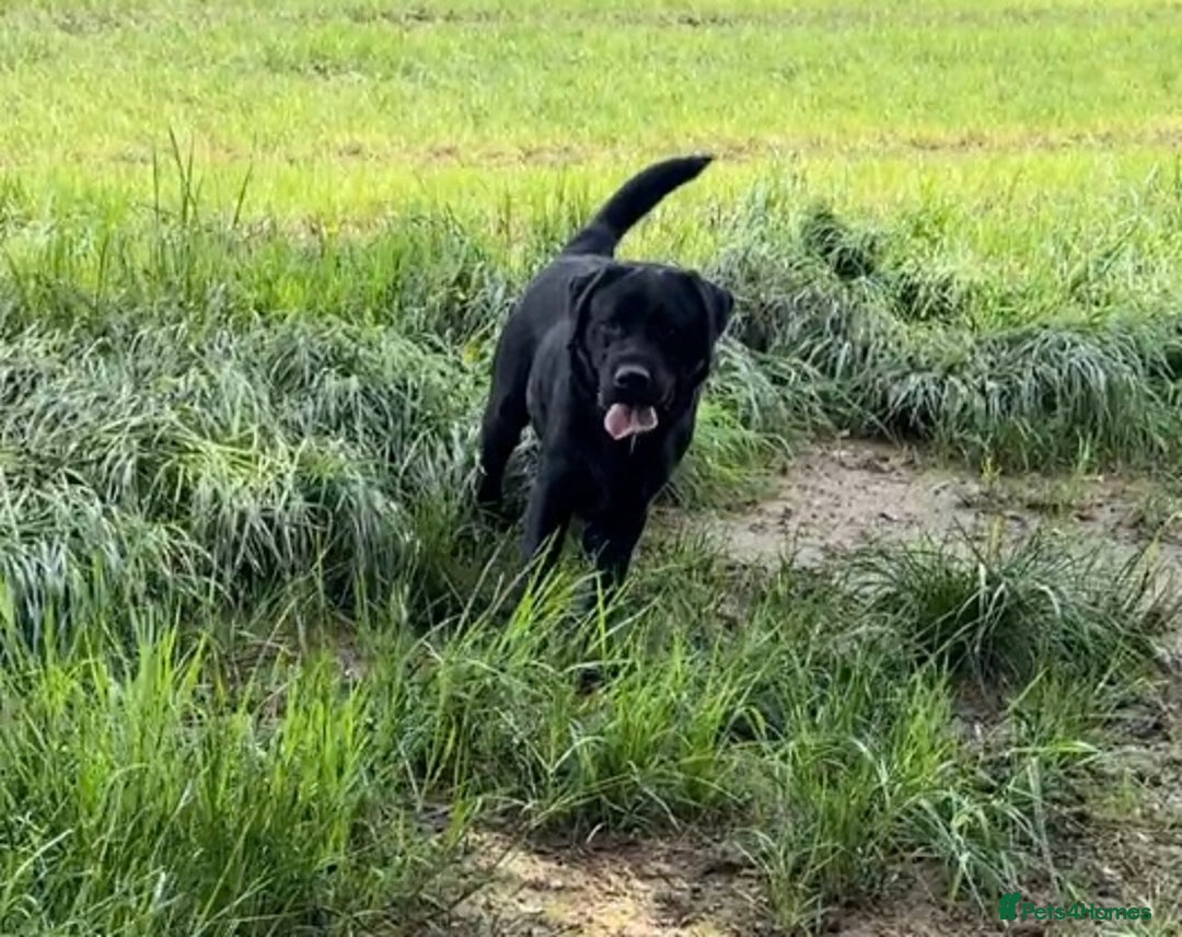 Labrador Retriever dogs for stud: Offering For Stud - KC Registered Black Labrador in Launceston - Image 4
