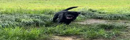 Labrador Retriever dogs for stud: Offering For Stud - KC Registered Black Labrador in Launceston - Advert 4