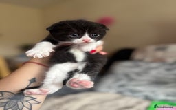 British Shorthair cats for sale: British shorthair cat  - Advert 6