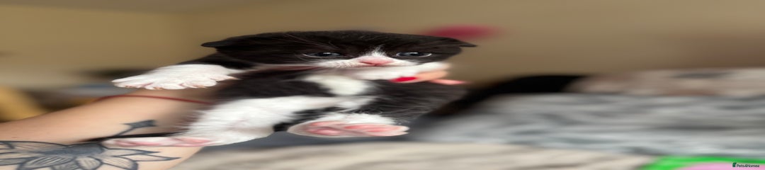 British Shorthair Kitten 2