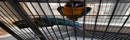 Macaws birds for sale: Bonded Pair Blue and Gold Macaws (male and female) in Skegness - Advert 5