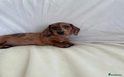 Miniature Dachshund dogs for sale: 🌈😍1 outstanding boy Dachund ready now 😍🌈 - Image 8