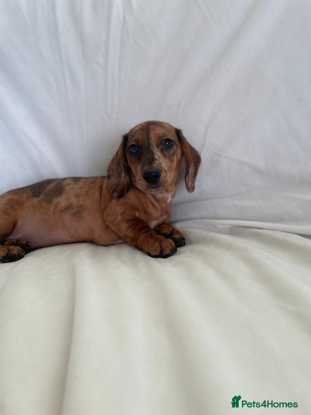 Miniature Dachshund dogs for sale: 🌈😍1 outstanding boy Dachund ready now 😍🌈 - Image 8