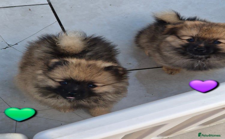 Pomsky dogs - Advert 3