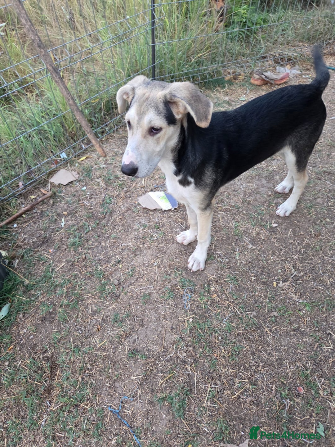 Mixed Breed dogs for adoption: RICKY - a superb young boy for a Loving Home - Image 1