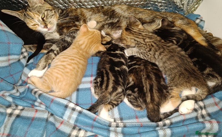 Mixed Breed cats - Advert 3