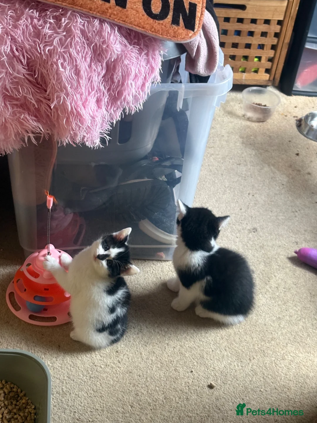 Mixed Breed cats for sale: Ragdoll mixed with standard short hair kittens  - Advert 2