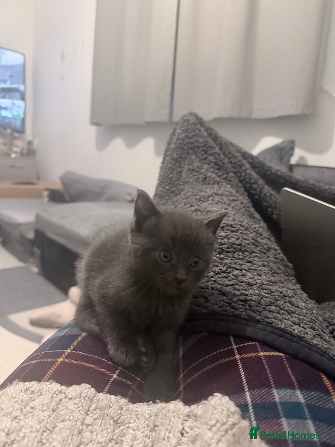 British Longhair cats for sale: 🐾 British Longhair Kitten – Boy 💙 - Image 3