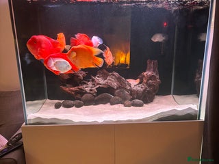 Other/Mixed Breed fish Selling everything - Advert 3