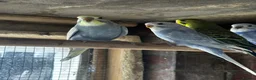 Mixed Breed birds for sale: Different types of birds *read description*  - Advert 3
