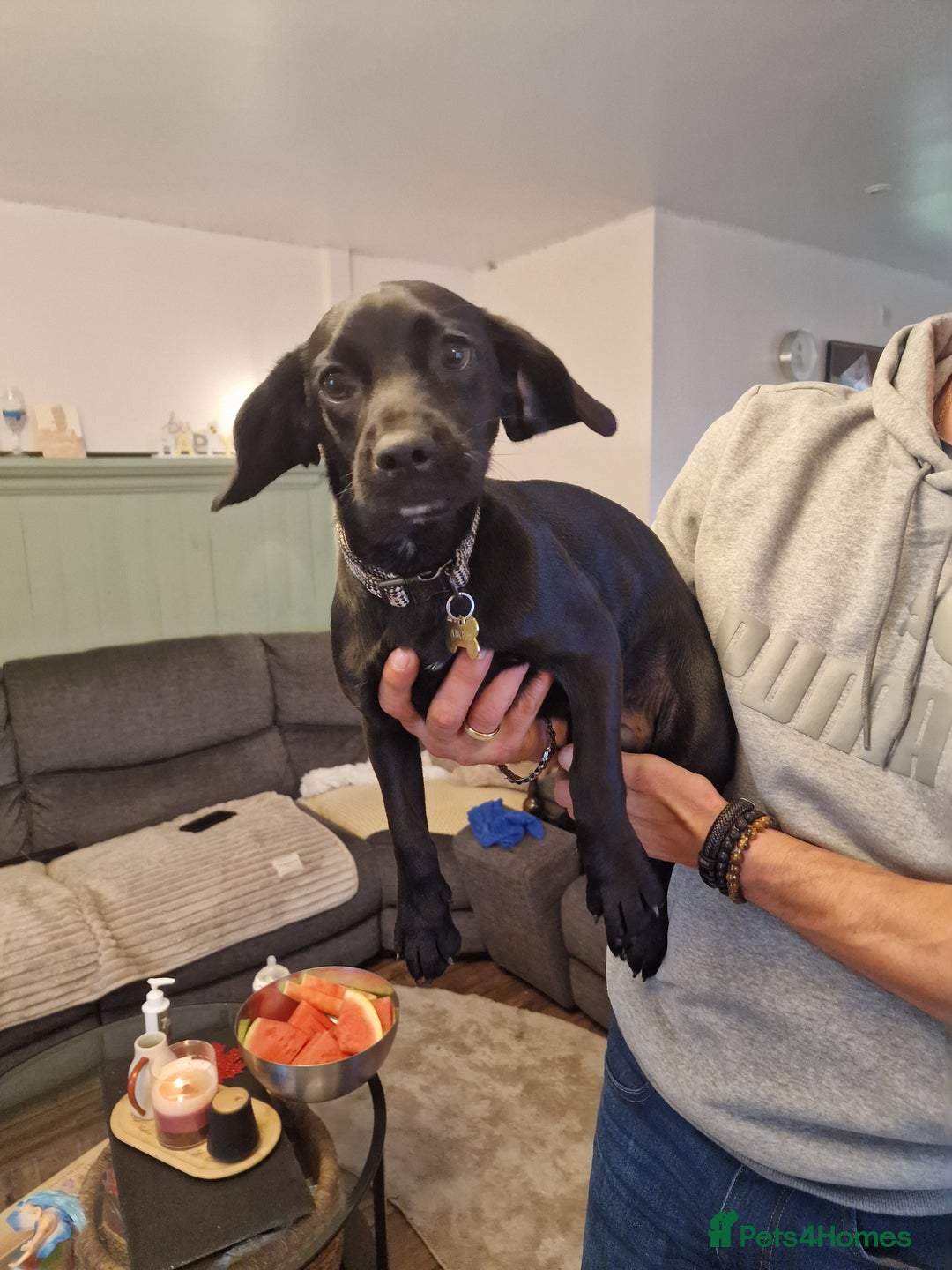 Bocker dogs for sale: Beagle, Cocker spaniel mix puppy  - Image 5