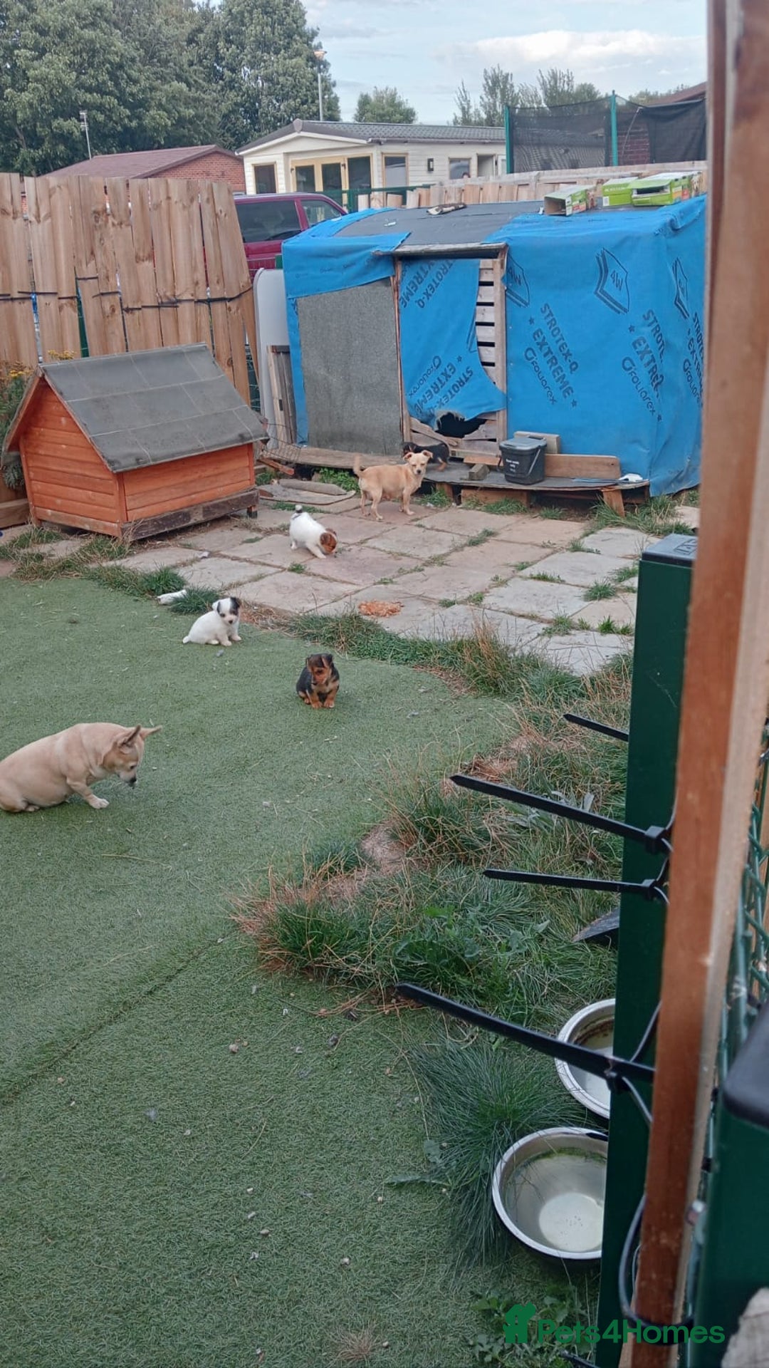 Mixed Breed dogs for sale: Chihuahua x Norfolk terrier puppies for sale - Image 9