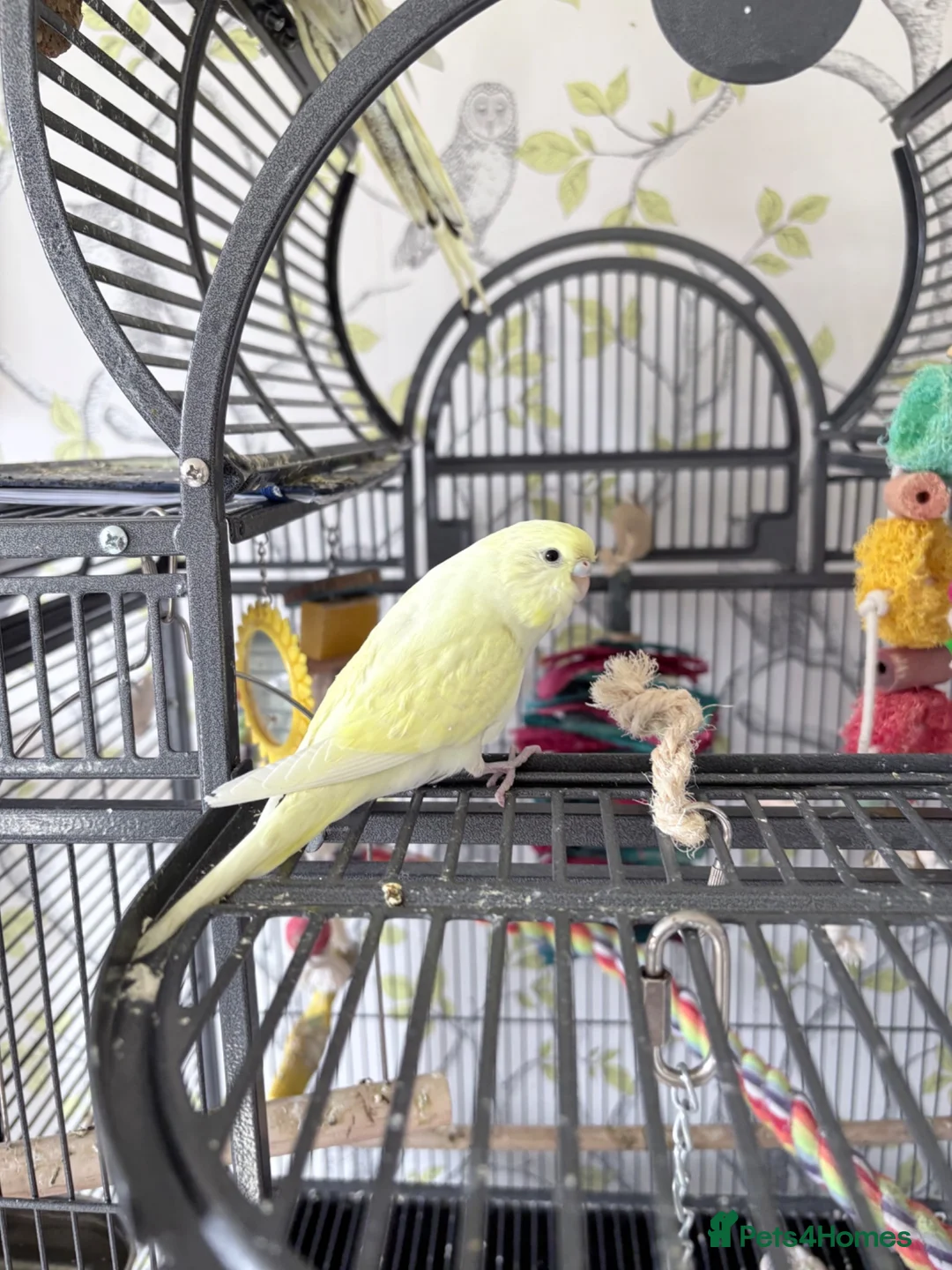 Budgerigars birds for sale: Pretty baby budgies for sale. - Advert 7