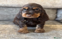 Cocker Spaniel dogs for sale: BEAUTIFUL SHOW TYPE COCKER SPANIELS  - Image 23