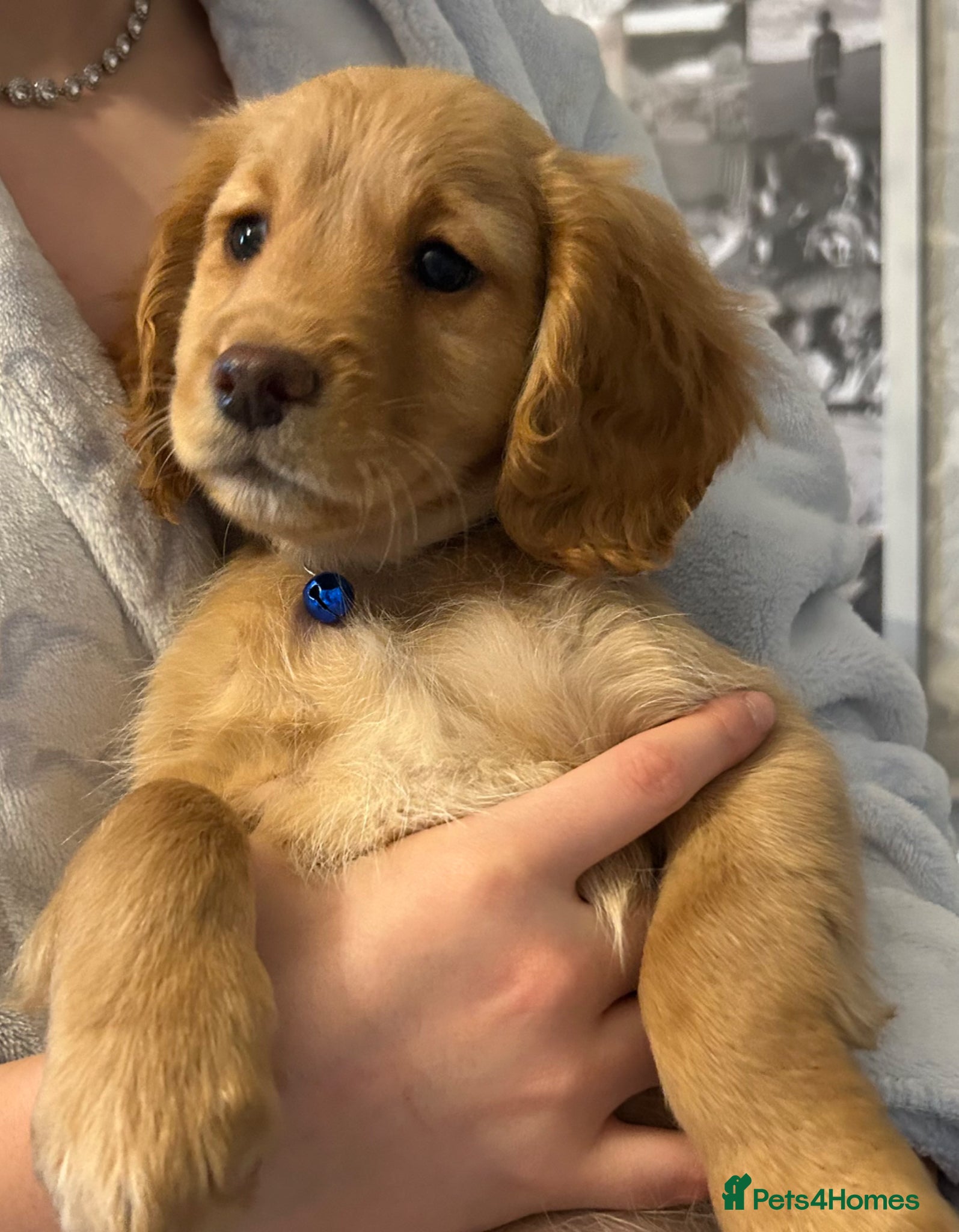 Cockapoo dogs 🌟🐾 stunning F1 cockapoo pups for sale 🐾🌟 - Advert 1