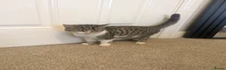 Mixed Breed cats for sale: White and Tabby kitten - Advert 3