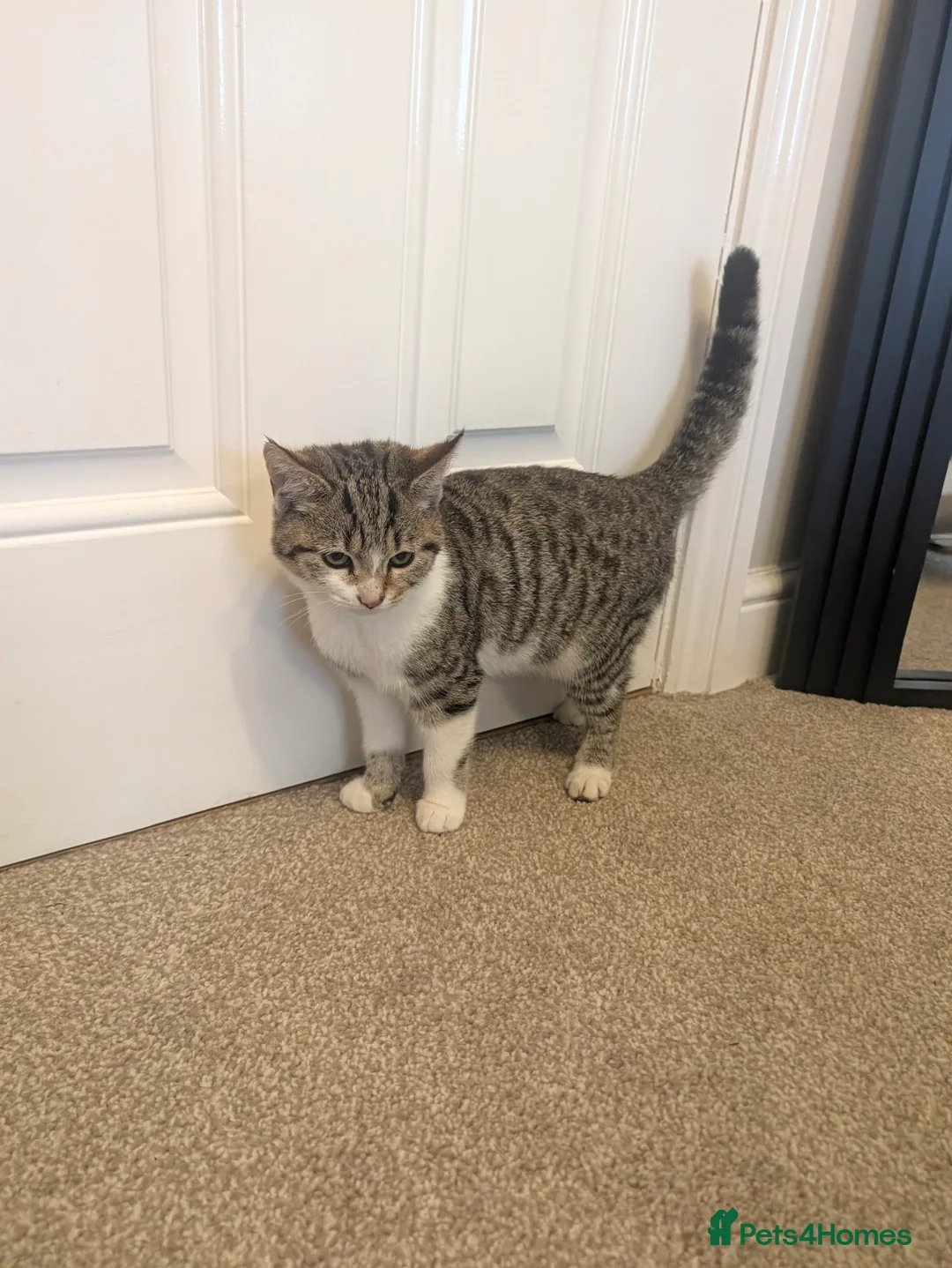 Mixed Breed cats for sale: White and Tabby kitten - Advert 3
