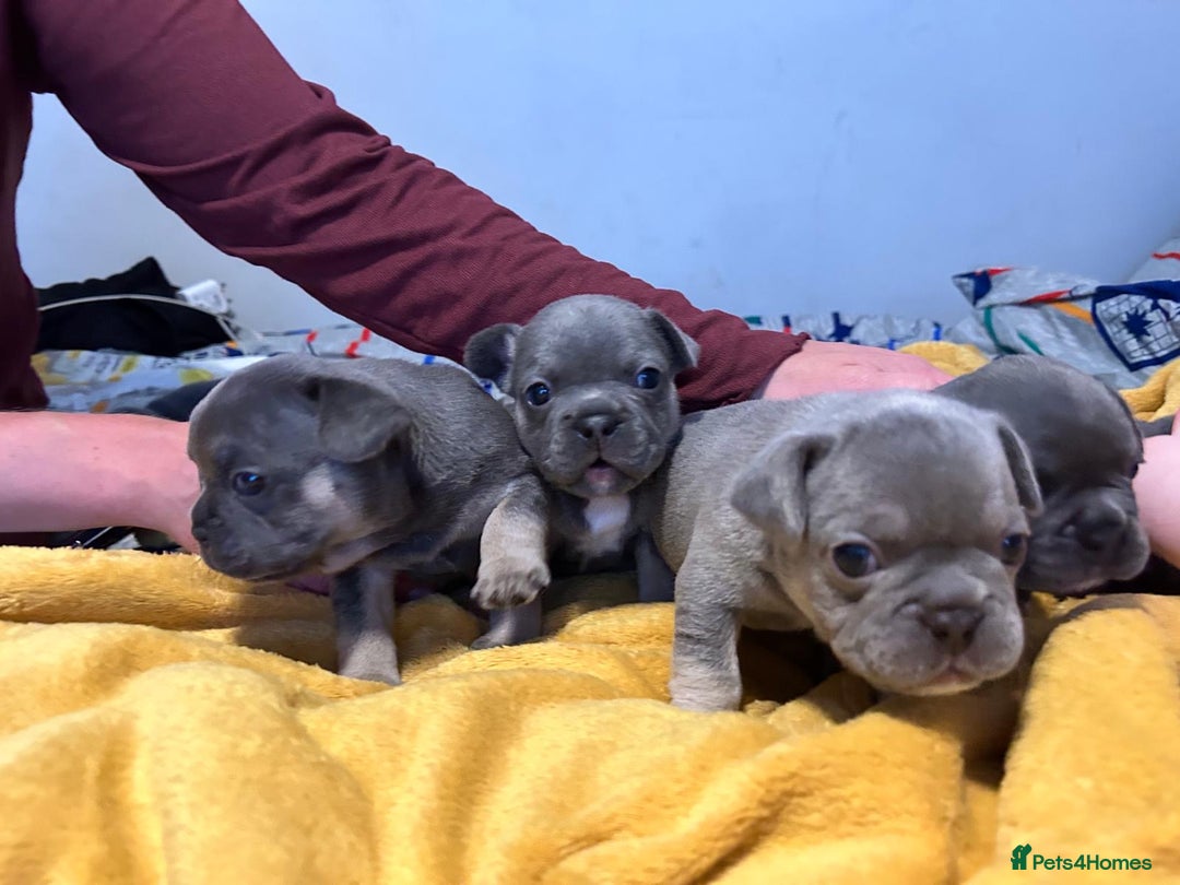French Bulldog dogs for sale: 🐾 Adorable French Bulldog Puppies for Sale 🐾 - Image 16