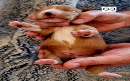 Cocker Spaniel dogs for sale: Stunning Working Cocker Spaniel Pups F1B  - Image 16