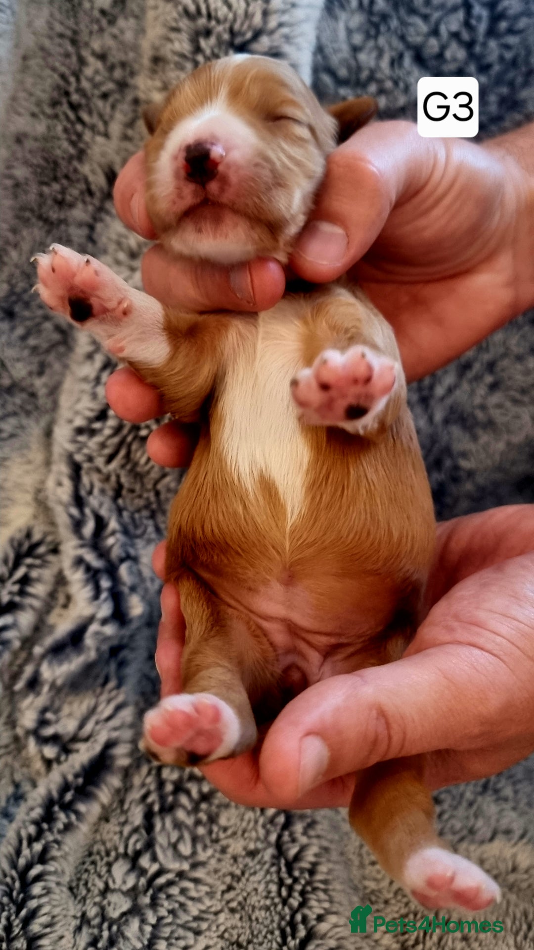 Cocker Spaniel dogs for sale: Stunning Working Cocker Spaniel Pups F1B  - Image 16