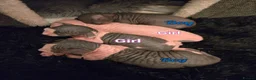Sphynx cats for sale: Stunning Sphynx boy kitten TICA & GCCF  - Advert 11