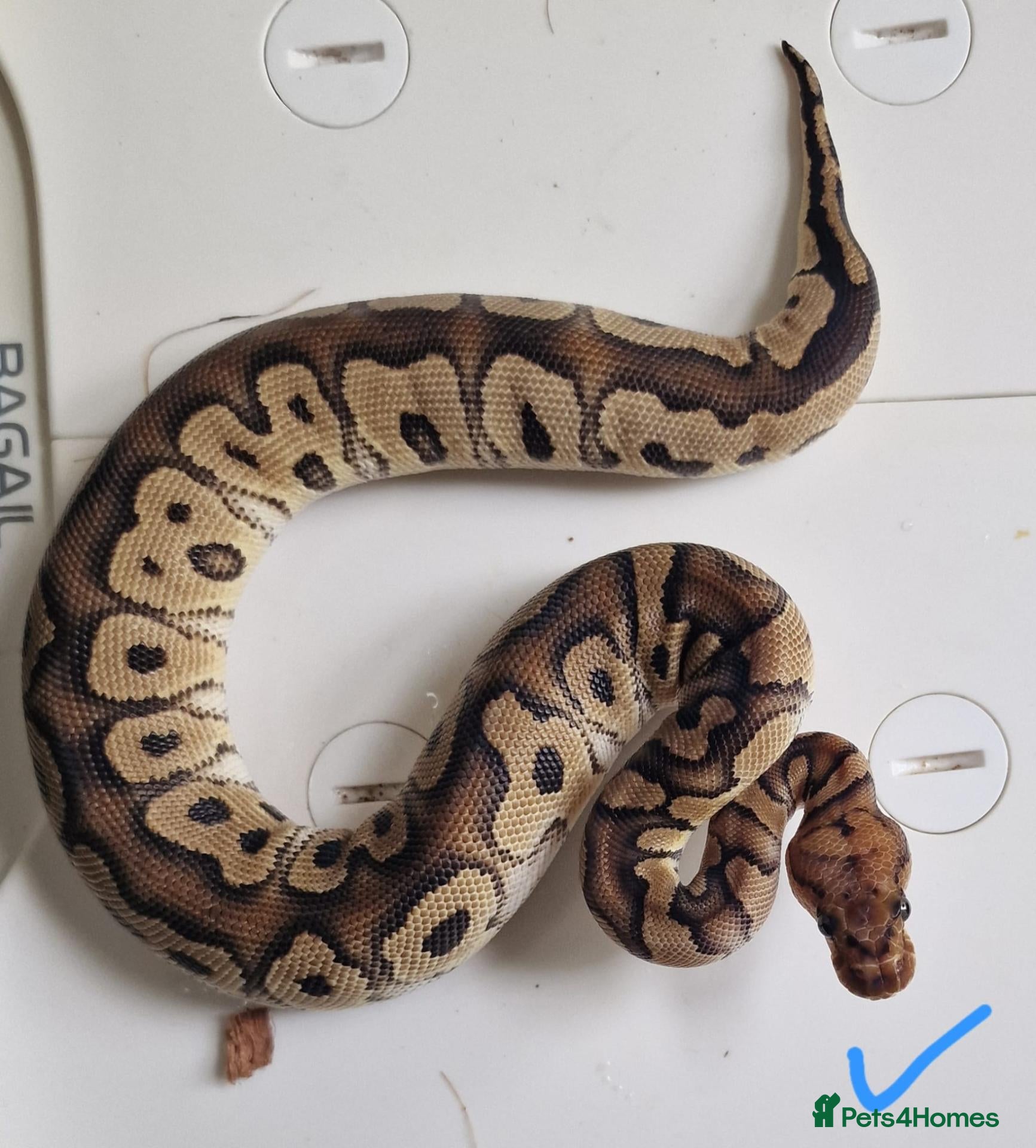Python Snake reptiles for sale: Royal pythons - Advert 2