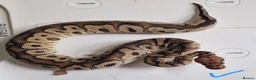 Python Snake reptiles for sale: Royal pythons in Dawlish - Advert 2