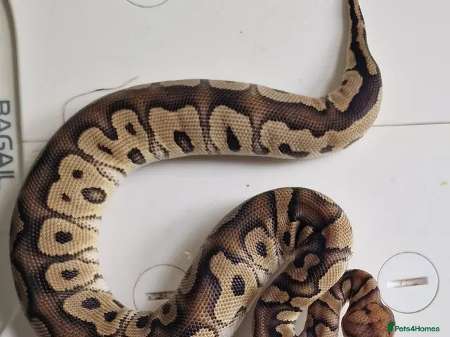 Python Snake reptiles for sale: Royal pythons - Advert 2